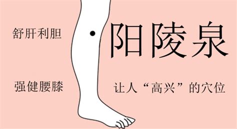 陽泉穴|陽陵泉穴【認識實用穴位】 